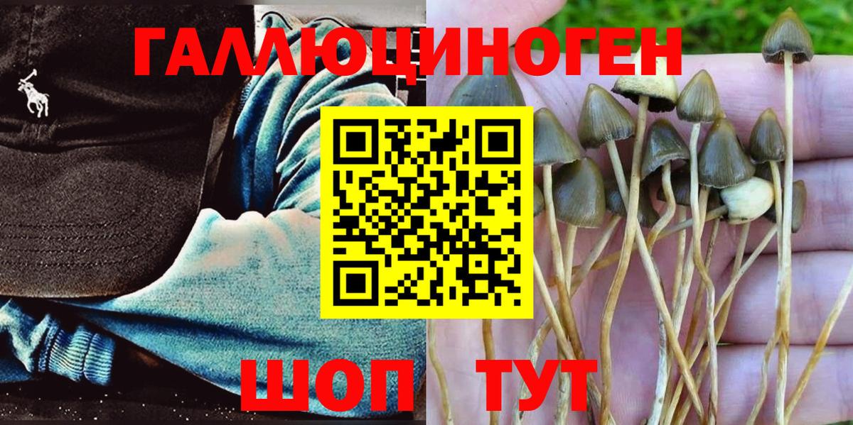 Галлюциногенные грибы Psilocybine cubensis Обнинск